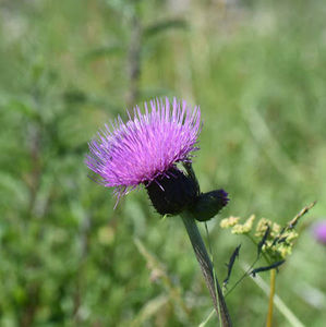 Meet your Posher, Bridgit